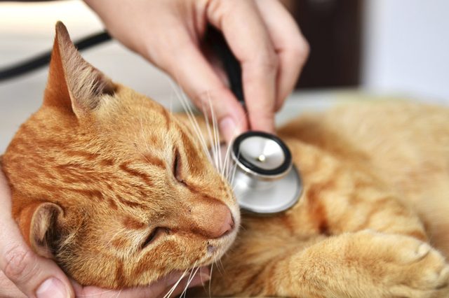 cat-vet-visit